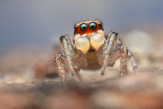 Habronattus notialis