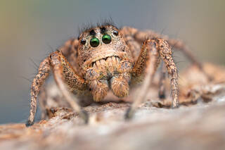 Habronattus sansoni