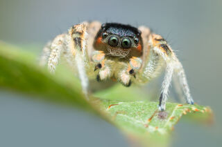 Habronattus tarsalis