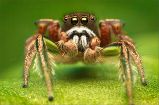 Habronattus Viridipes