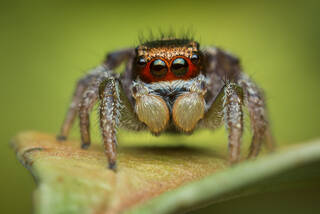 Habronattus viridipes