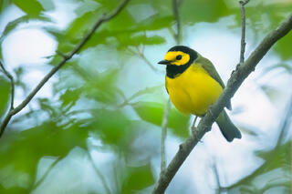 Hooded Warbler