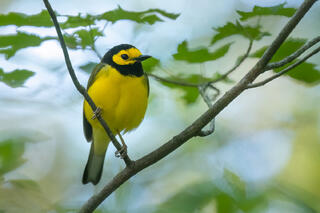 Hooded Warbler