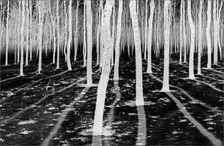 Inverse Forest