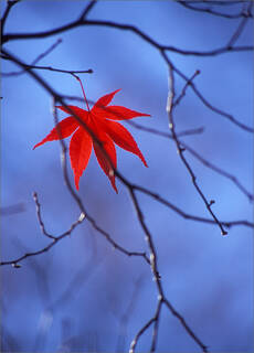 Last Days of Autumn