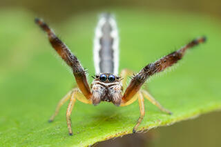 Marpissa pikei