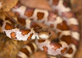 Milk Snake