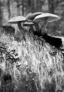 Mushrooms