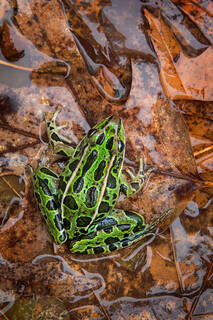 Northen Leopard Frog