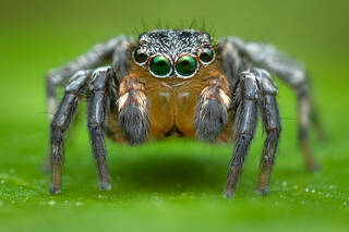 Naphrys pulex