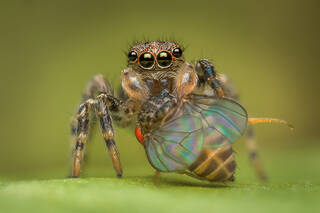 Naphrys pulex (juv)