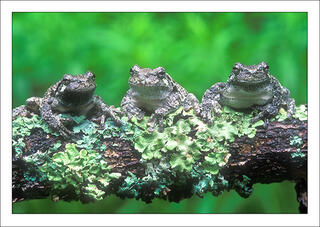 Three Treefrogs