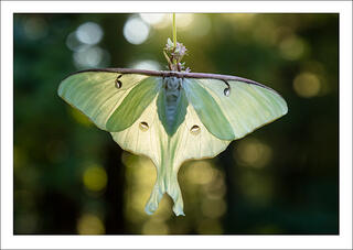 Luna Moth