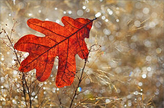 November Lights