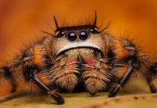 Phidipus otiosus