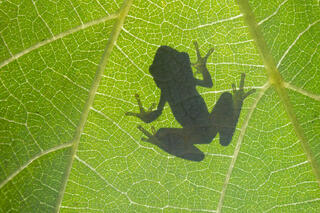 Spring Peeper