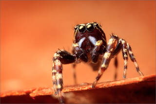 Peppered Jumper 