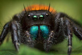 Phidippus ardens