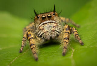 Phidippus arizonenis