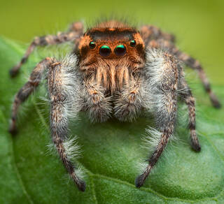 Phidippus asotus