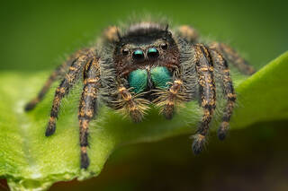 Phidippus audax (adult female)