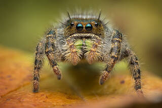 Phidippus audax (sub-adult female)