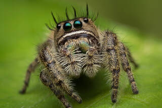 Phidippus bidentatus