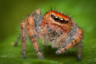Phidippus cardinalis (adult female)