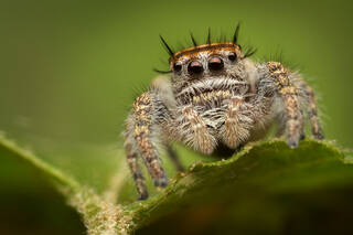 Phidippus carolinensis
