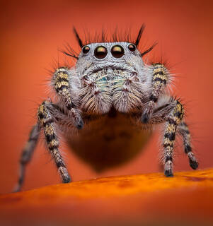 Phidippus mystaces