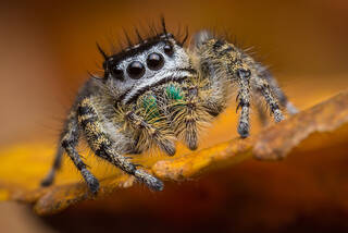 Phdippus pheonix