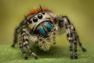 Phidippus pheonix (female)