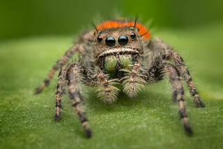 Phidippus pulcherrimus (adult female)
