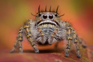 Phidippus putnami