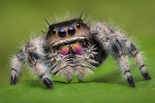 Phidippus regius