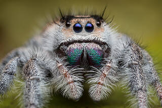 Phidippus regius (adult female)