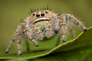 Phidippus texanus
