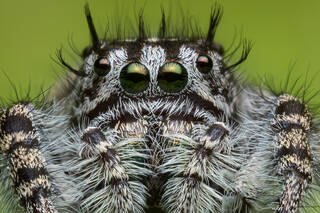 Phidippus tigris 