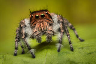 Phidippus asotus (adult male)