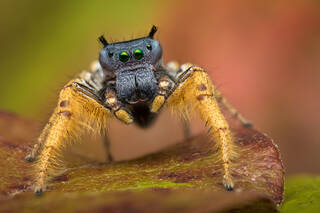 Phidippus arizonensis (adult male)