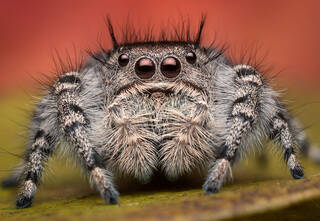 Phidippus adumbratus