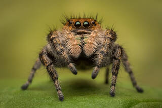 Phidippus apacheanus (adult female)