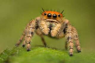 Phidippus apacheanus (juvenile)
