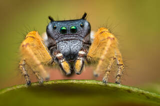 Phidippus arizonensis