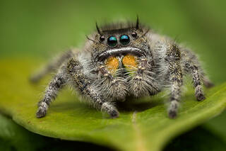 Phidippus audax
