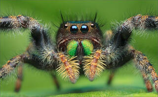 Phidippus audax