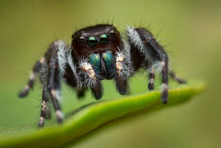 Phidippus californicus