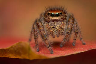 Phidippus cardinalis (female)