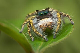 Phidippus carolinensis
