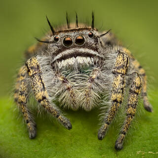 Phidippus carolinensis